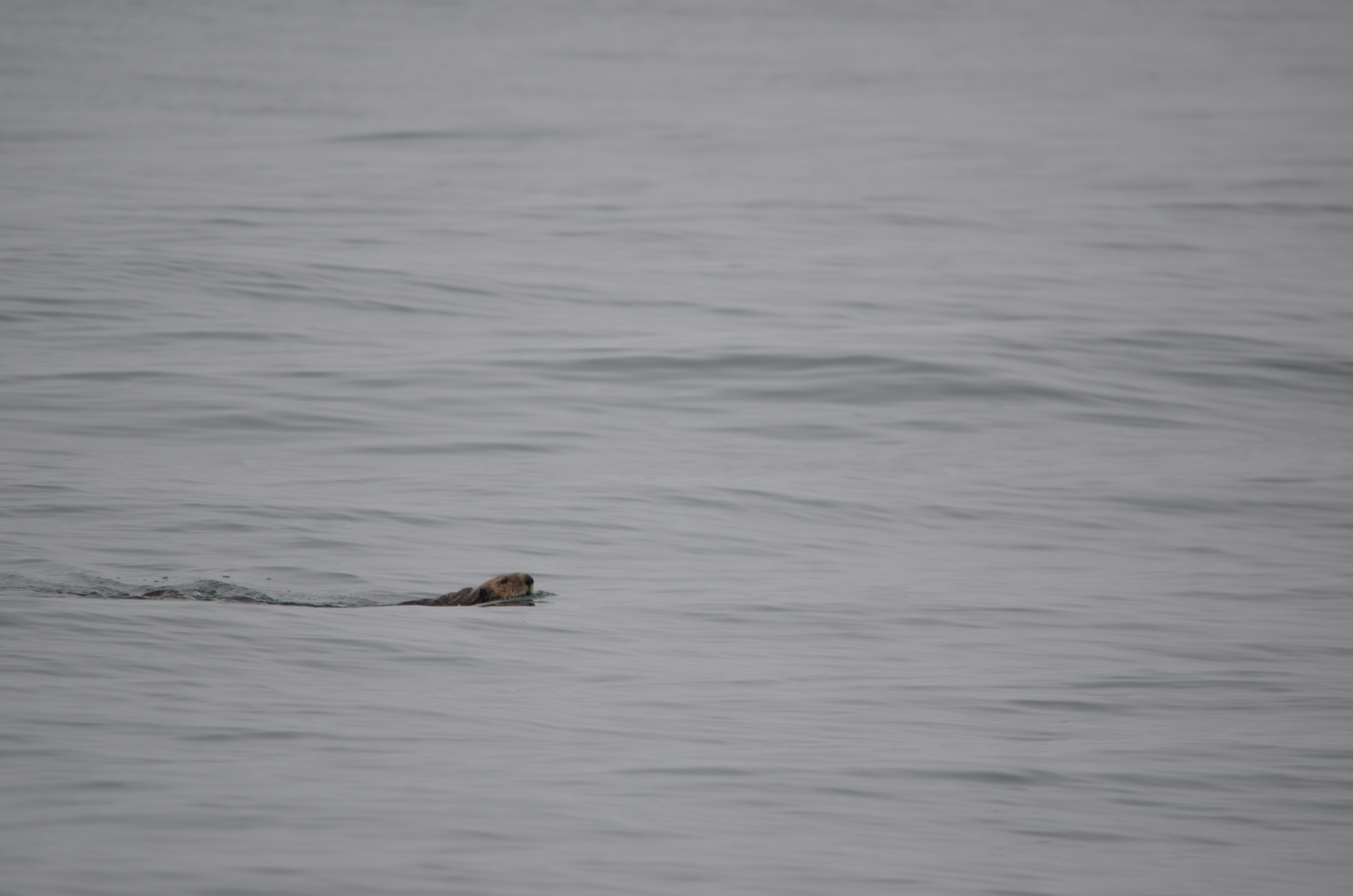 photos/wildlife/Mammal_Species/Sea Otter/DSC_0334.JPG